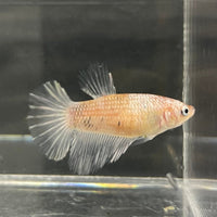 the-fish-farm Female Betta Female Betta - One Only - O Choose your own Female Betta at The Fish Farm Australia