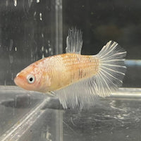 the-fish-farm Female Betta Female Betta - One Only - O Choose your own Female Betta at The Fish Farm Australia