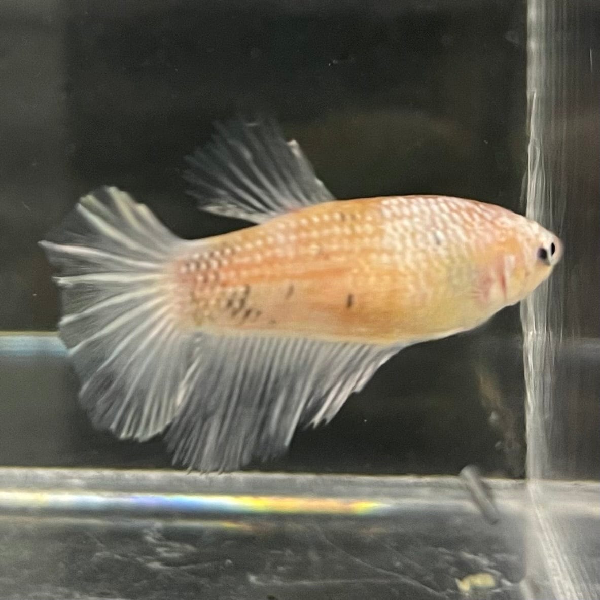 the-fish-farm Female Betta Female Betta - One Only - O Choose your own Female Betta at The Fish Farm Australia