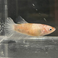 the-fish-farm Female Betta Female Betta - One Only - O Choose your own Female Betta at The Fish Farm Australia