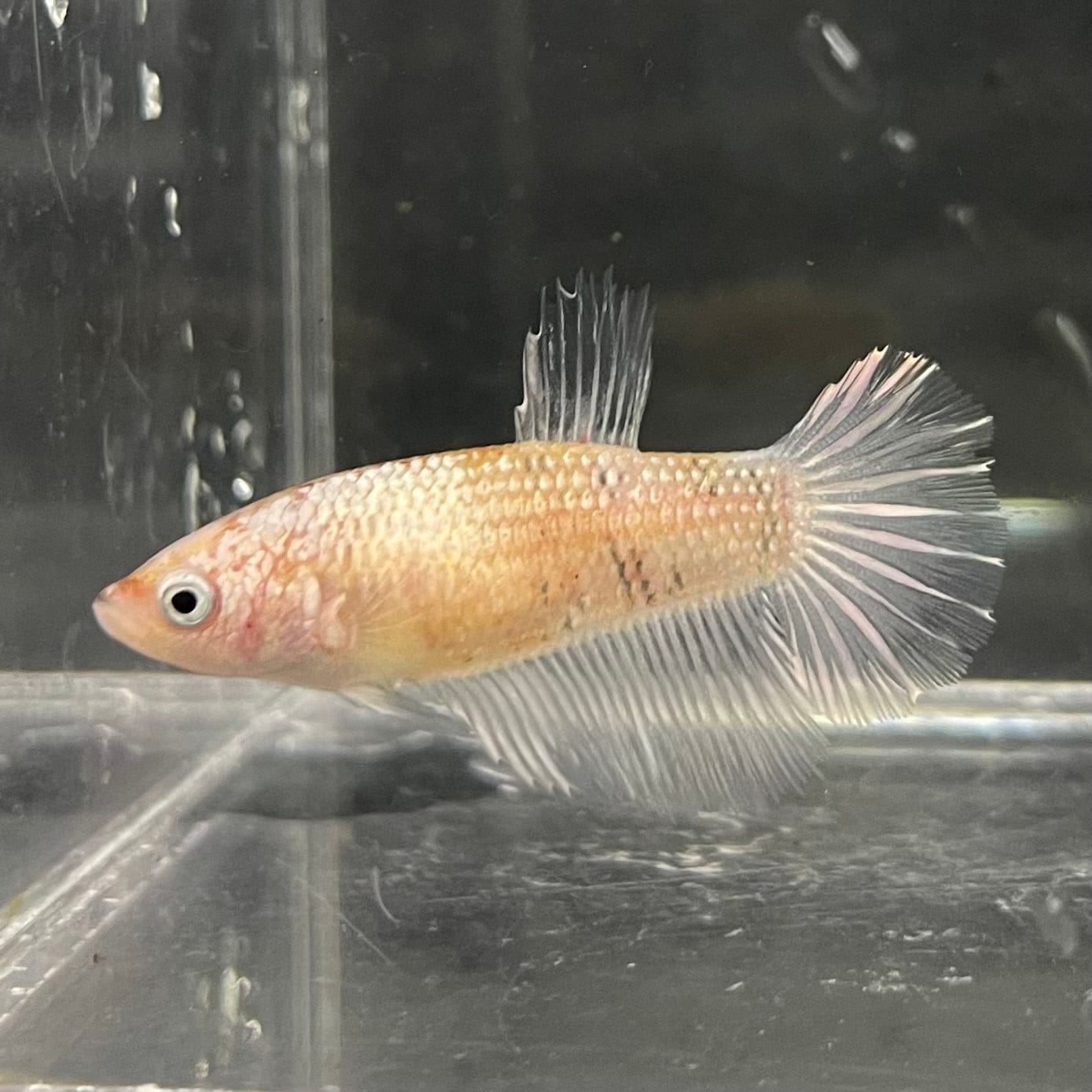 the-fish-farm Female Betta Female Betta - One Only - O Choose your own Female Betta at The Fish Farm Australia