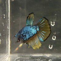 the-fish-farm Female Betta Female Betta - One Only - O Choose your own Female Betta at The Fish Farm Australia