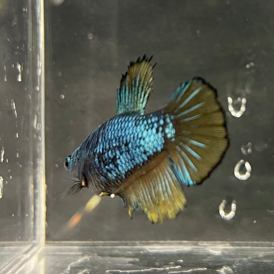 the-fish-farm Female Betta Female Betta - One Only - O Choose your own Female Betta at The Fish Farm Australia