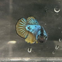 the-fish-farm Female Betta Female Betta - One Only - O Choose your own Female Betta at The Fish Farm Australia