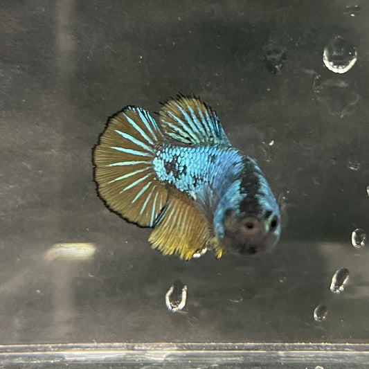 the-fish-farm Female Betta Female Betta - One Only - O Choose your own Female Betta at The Fish Farm Australia