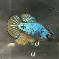 the-fish-farm Female Betta Female Betta - One Only - O Choose your own Female Betta at The Fish Farm Australia
