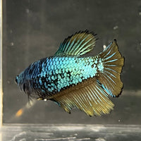 the-fish-farm Female Betta Female Betta - One Only - O Choose your own Female Betta at The Fish Farm Australia