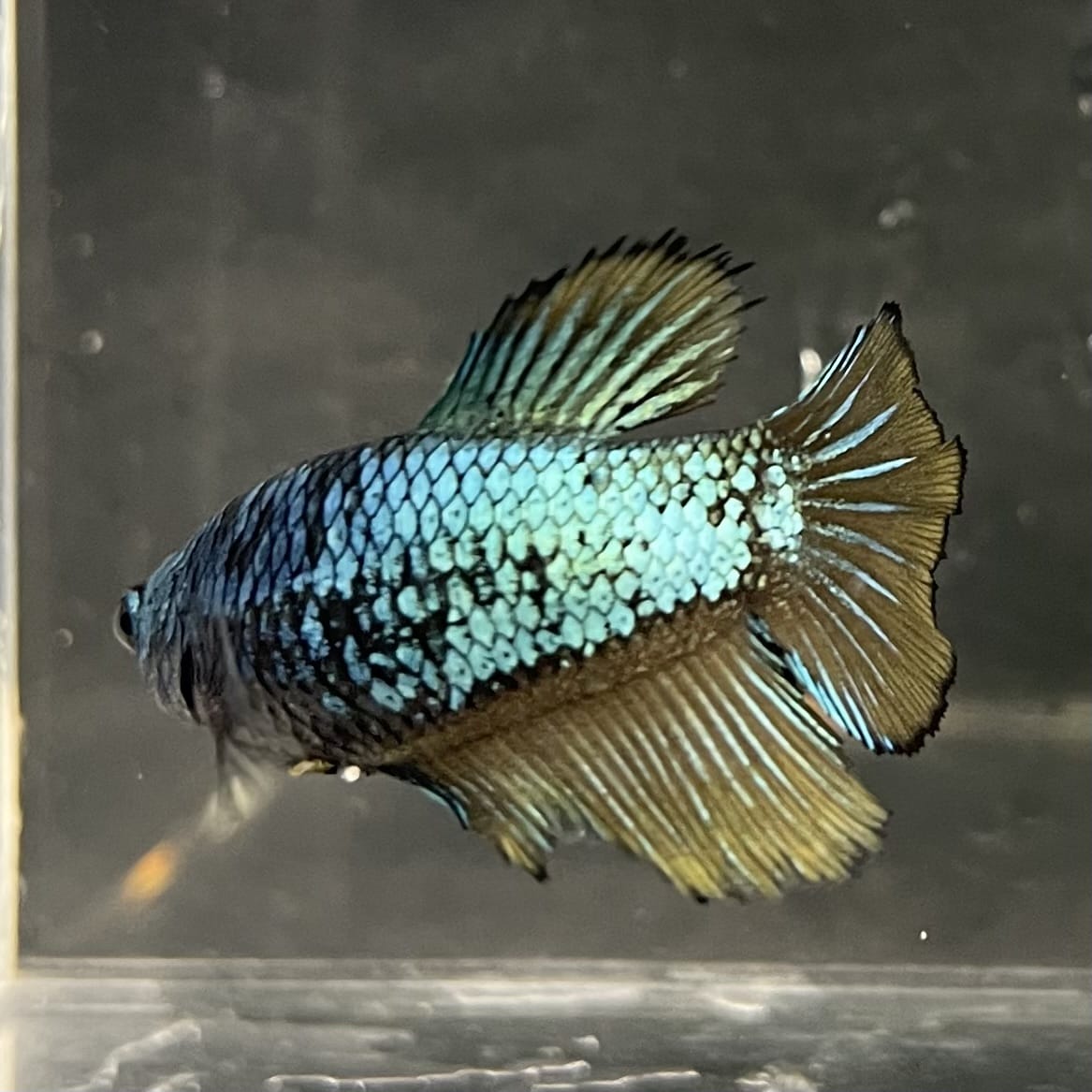 the-fish-farm Female Betta Female Betta - One Only - O Choose your own Female Betta at The Fish Farm Australia