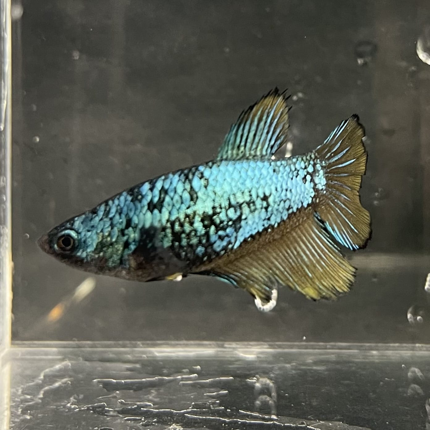 the-fish-farm Female Betta Female Betta - One Only - O Choose your own Female Betta at The Fish Farm Australia