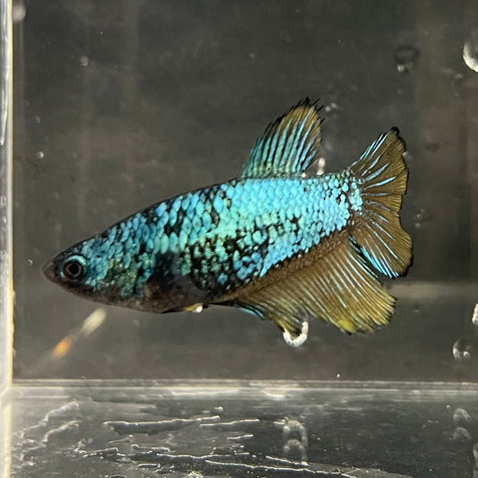 the-fish-farm Female Betta Female Betta - One Only - O Choose your own Female Betta at The Fish Farm Australia