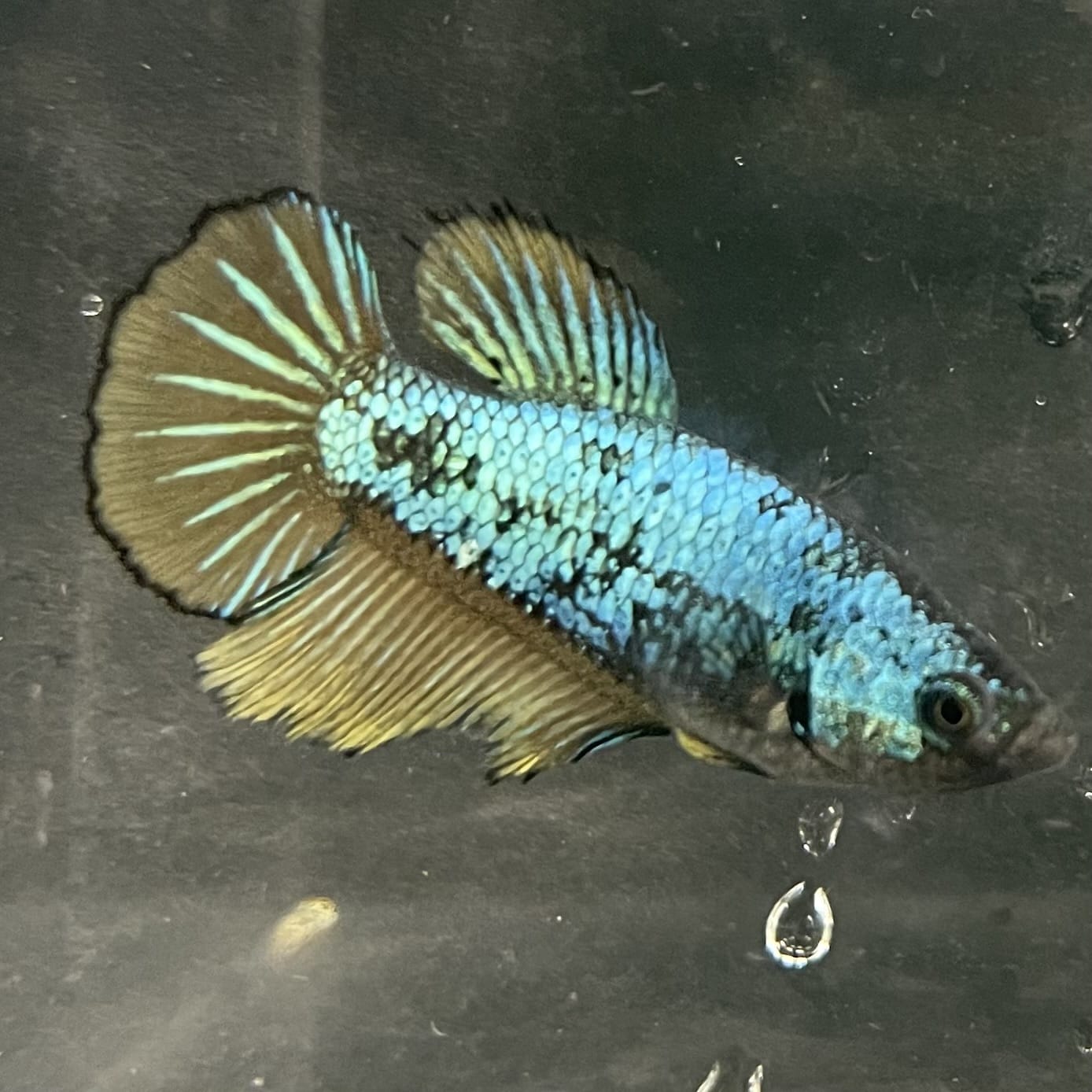 the-fish-farm Female Betta Female Betta - One Only - O Choose your own Female Betta at The Fish Farm Australia