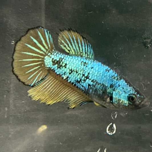 the-fish-farm Female Betta Female Betta - One Only - O Choose your own Female Betta at The Fish Farm Australia