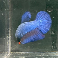 the-fish-farm Female Betta Female Betta - One Only - O Choose your own Female Betta at The Fish Farm Australia