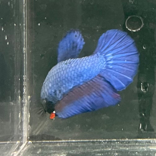 the-fish-farm Female Betta Female Betta - One Only - O Choose your own Female Betta at The Fish Farm Australia
