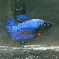 the-fish-farm Female Betta Female Betta - One Only - O Choose your own Female Betta at The Fish Farm Australia