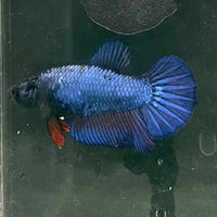 the-fish-farm Female Betta Female Betta - One Only - O Choose your own Female Betta at The Fish Farm Australia