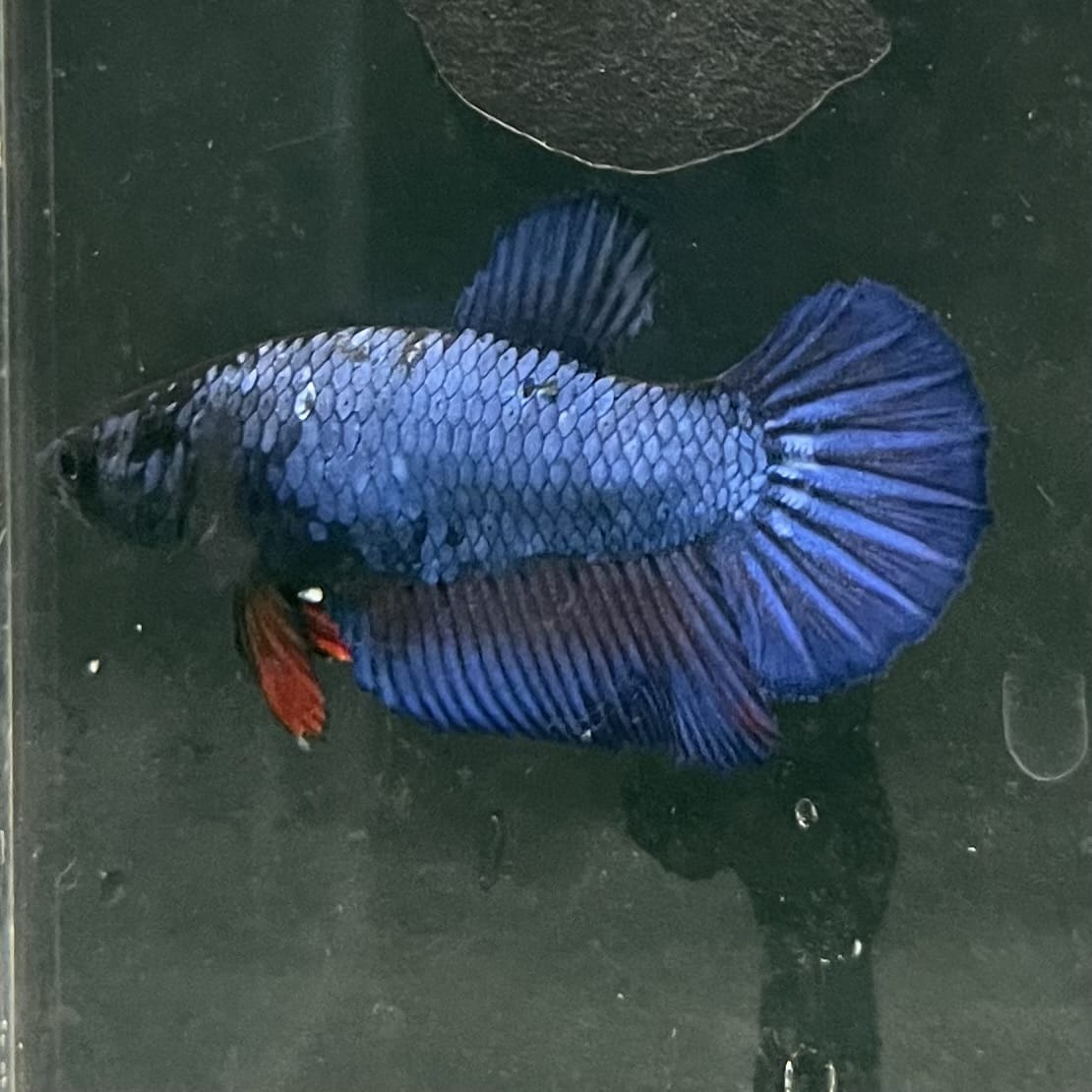 the-fish-farm Female Betta Female Betta - One Only - O Choose your own Female Betta at The Fish Farm Australia