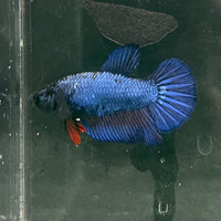 the-fish-farm Female Betta Female Betta - One Only - O Choose your own Female Betta at The Fish Farm Australia