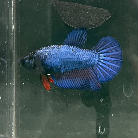 the-fish-farm Female Betta Female Betta - One Only - O Choose your own Female Betta at The Fish Farm Australia