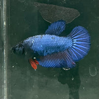 the-fish-farm Female Betta Female Betta - One Only - O Choose your own Female Betta at The Fish Farm Australia
