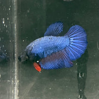 the-fish-farm Female Betta Female Betta - One Only - O Choose your own Female Betta at The Fish Farm Australia