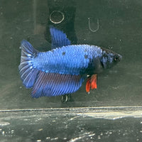 the-fish-farm Female Betta Female Betta - One Only - O Choose your own Female Betta at The Fish Farm Australia