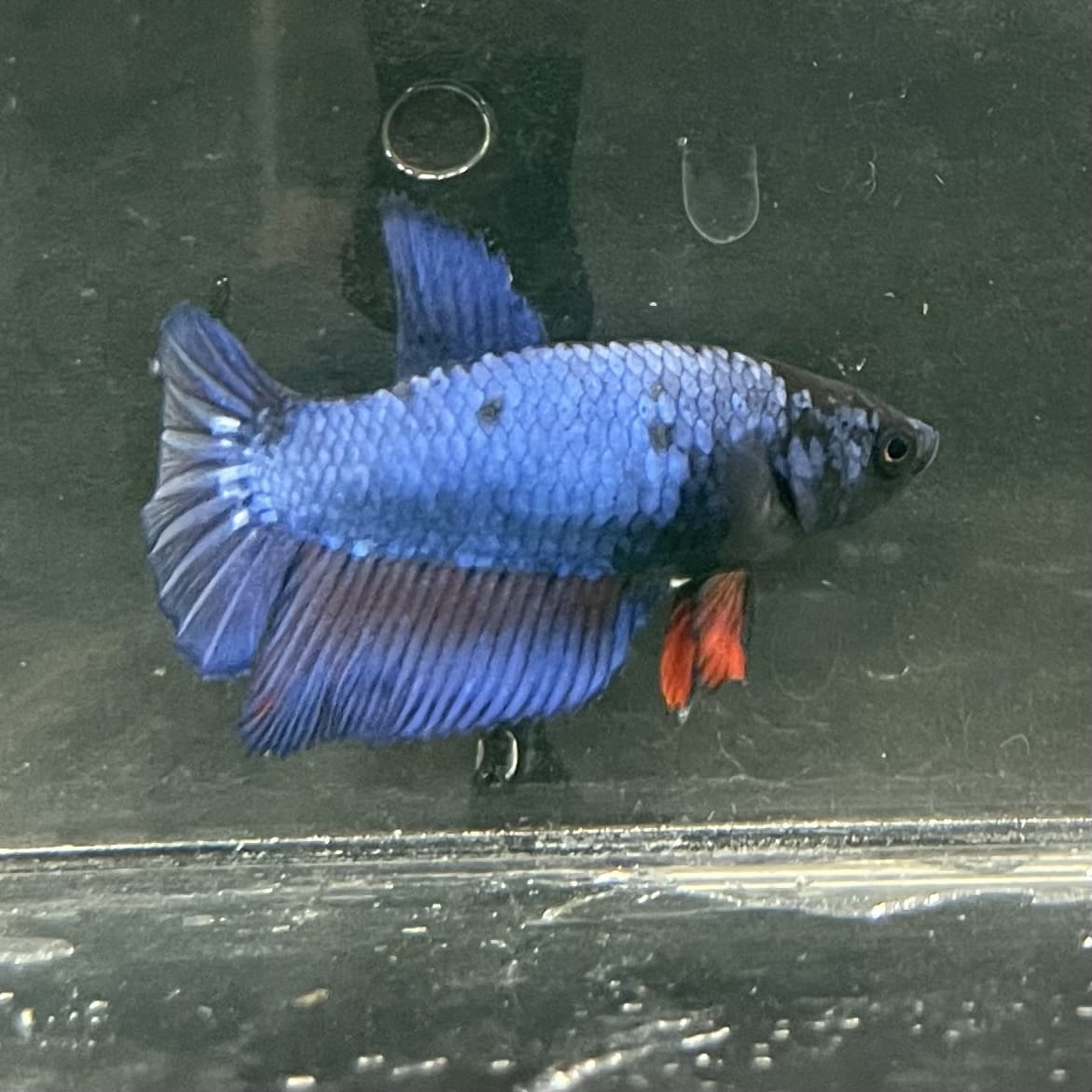 the-fish-farm Female Betta Female Betta - One Only - O Choose your own Female Betta at The Fish Farm Australia