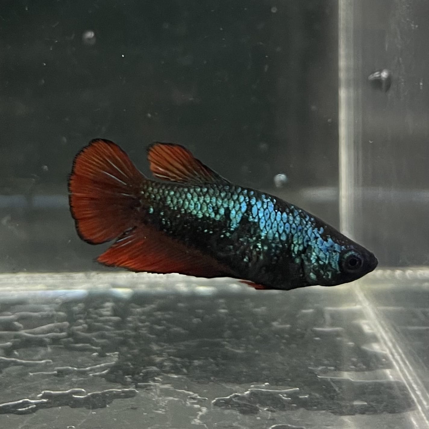 the-fish-farm Female Betta Female Betta - One Only - O Choose your own Female Betta at The Fish Farm Australia
