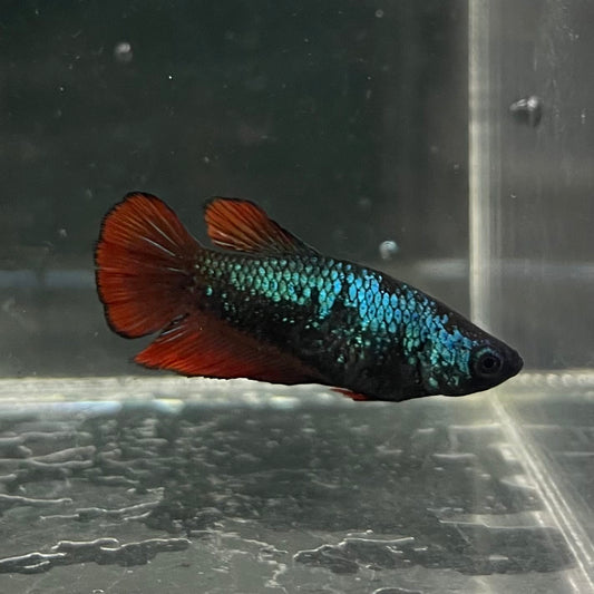 the-fish-farm Female Betta Female Betta - One Only - O Choose your own Female Betta at The Fish Farm Australia