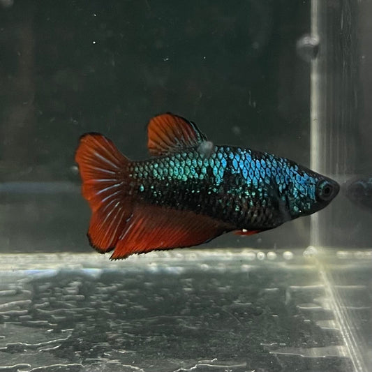 the-fish-farm Female Betta Female Betta - One Only - O Choose your own Female Betta at The Fish Farm Australia
