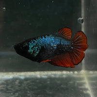 the-fish-farm Female Betta Female Betta - One Only - O Choose your own Female Betta at The Fish Farm Australia