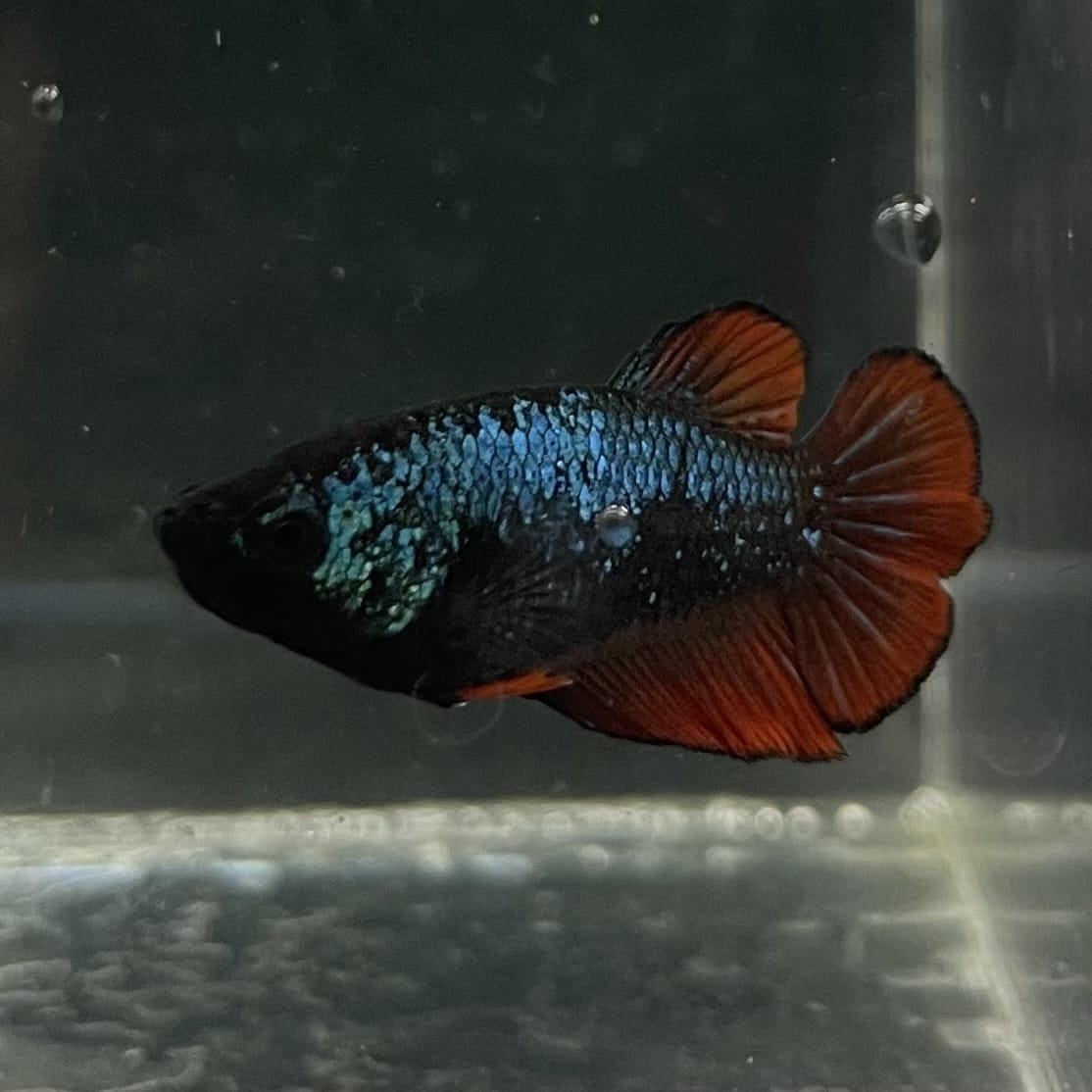the-fish-farm Female Betta Female Betta - One Only - O Choose your own Female Betta at The Fish Farm Australia