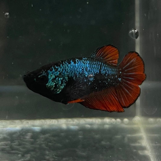 the-fish-farm Female Betta Female Betta - One Only - O Choose your own Female Betta at The Fish Farm Australia