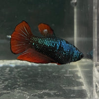 the-fish-farm Female Betta Female Betta - One Only - O Choose your own Female Betta at The Fish Farm Australia