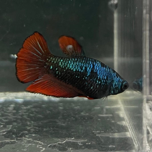the-fish-farm Female Betta Female Betta - One Only - O Choose your own Female Betta at The Fish Farm Australia