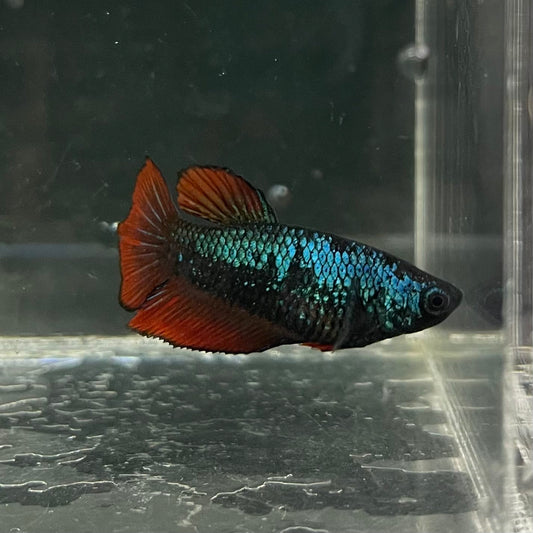 the-fish-farm Female Betta Female Betta - One Only - O Choose your own Female Betta at The Fish Farm Australia