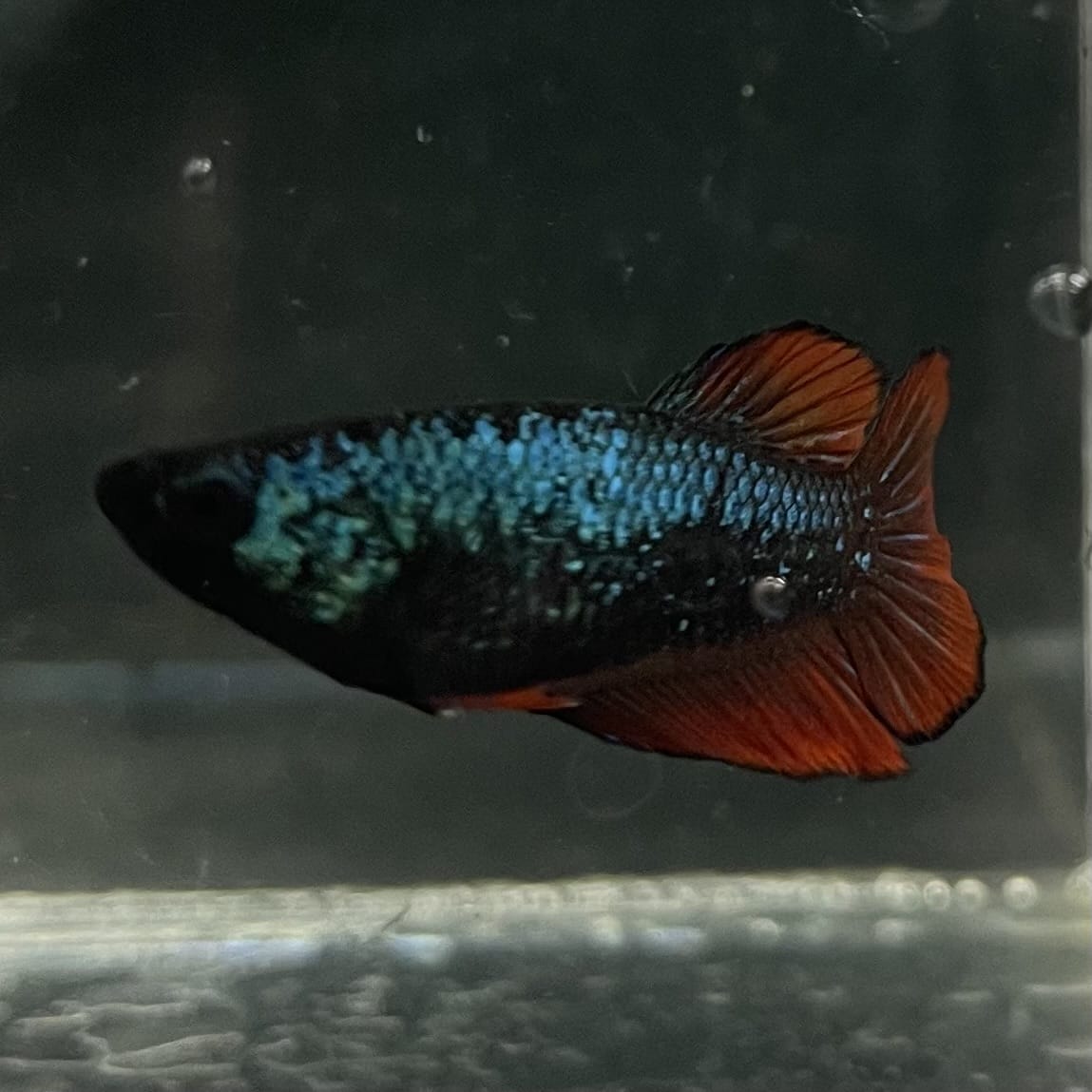 the-fish-farm Female Betta Female Betta - One Only - O Choose your own Female Betta at The Fish Farm Australia