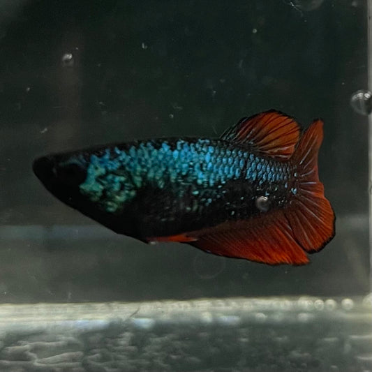 the-fish-farm Female Betta Female Betta - One Only - O Choose your own Female Betta at The Fish Farm Australia