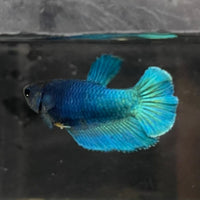 the-fish-farm Female Betta Female Betta - One Only - O Choose your own Female Betta at The Fish Farm Australia