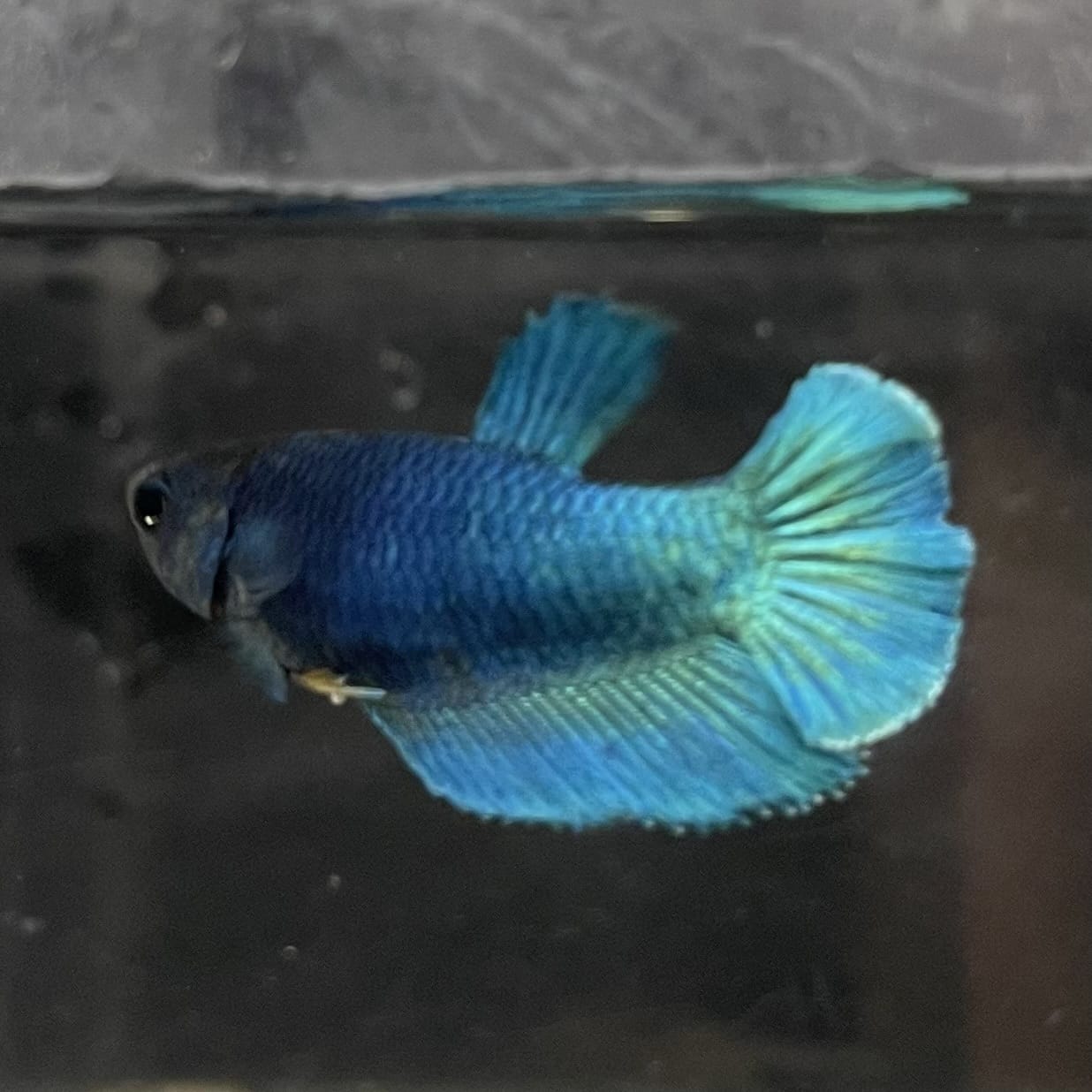 the-fish-farm Female Betta Female Betta - One Only - O Choose your own Female Betta at The Fish Farm Australia