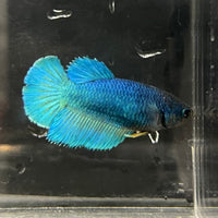 the-fish-farm Female Betta Female Betta - One Only - O Choose your own Female Betta at The Fish Farm Australia