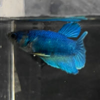 the-fish-farm Female Betta Female Betta - One Only - O Choose your own Female Betta at The Fish Farm Australia