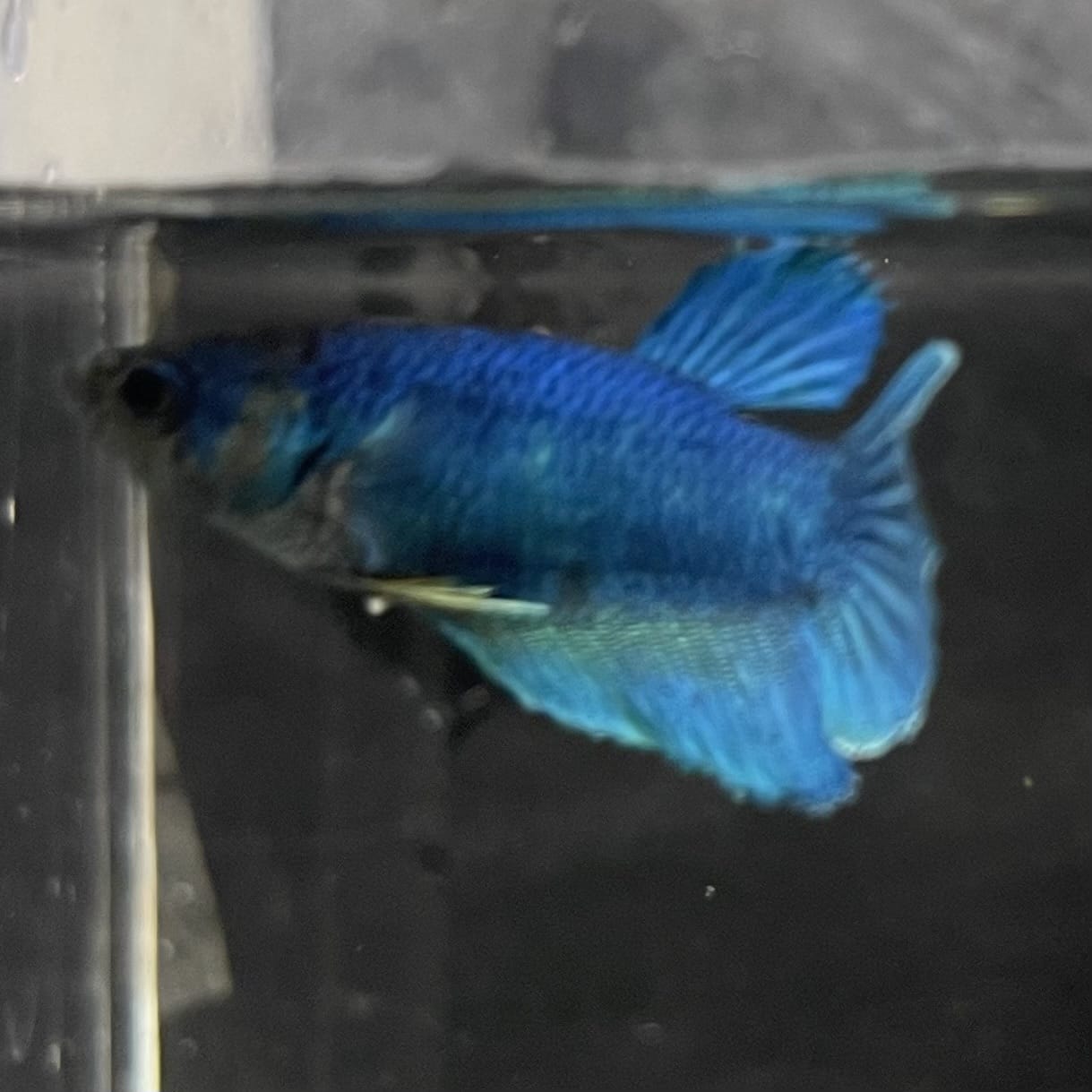 the-fish-farm Female Betta Female Betta - One Only - O Choose your own Female Betta at The Fish Farm Australia