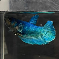 the-fish-farm Female Betta Female Betta - One Only - O Choose your own Female Betta at The Fish Farm Australia