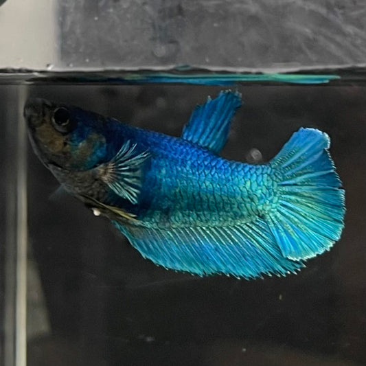 the-fish-farm Female Betta Female Betta - One Only - O Choose your own Female Betta at The Fish Farm Australia