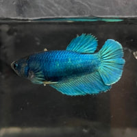 the-fish-farm Female Betta Female Betta - One Only - O Choose your own Female Betta at The Fish Farm Australia