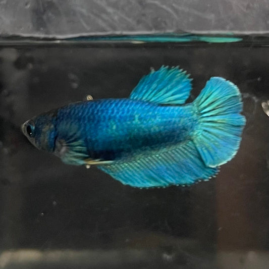 the-fish-farm Female Betta Female Betta - One Only - O Choose your own Female Betta at The Fish Farm Australia