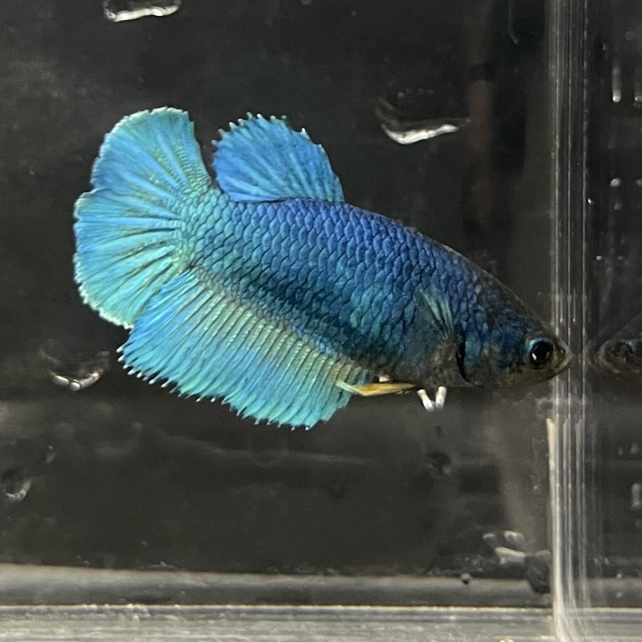 the-fish-farm Female Betta Female Betta - One Only - O Choose your own Female Betta at The Fish Farm Australia