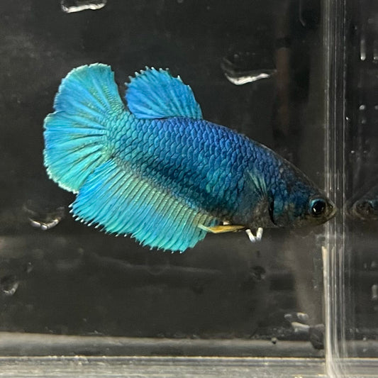 the-fish-farm Female Betta Female Betta - One Only - O Choose your own Female Betta at The Fish Farm Australia