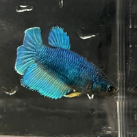 the-fish-farm Female Betta Female Betta - One Only - O Choose your own Female Betta at The Fish Farm Australia